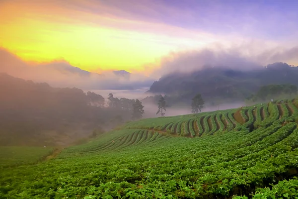 딸기 정원에서도 앙 khang 산의 태국-버마 국경, 치앙마이, 태국에서 안개 낀 아침 일출 — 스톡 사진