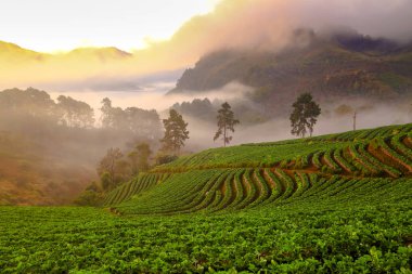 Puslu sabah gündoğumu çilek bahçesinde, Doi Ang khang dağ, Tayland Burma sınır ötesi, Chiangmai, Tayland