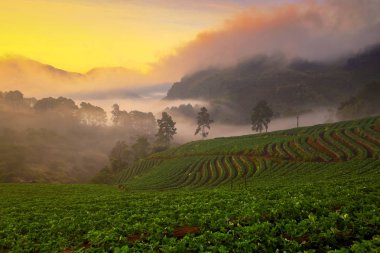 Puslu sabah gündoğumu çilek bahçesinde, Doi Ang khang dağ, Tayland Burma sınır ötesi, Chiangmai, Tayland