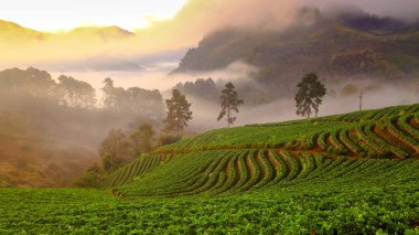 Puslu sabah gündoğumu çilek bahçesinde, Doi Ang khang dağ, Tayland Burma sınır ötesi, Chiangmai, Tayland