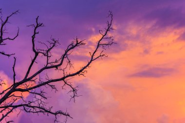 Alacakaranlık gökyüzü güneş battıktan sonra kontrast ağacı