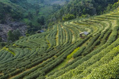 yeşil çay plantasyon peyzaj