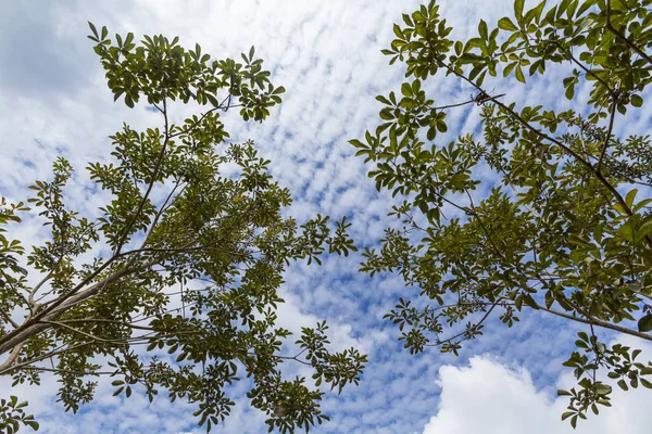 Follaje de verano sobre fondos del cielo — Foto de Stock