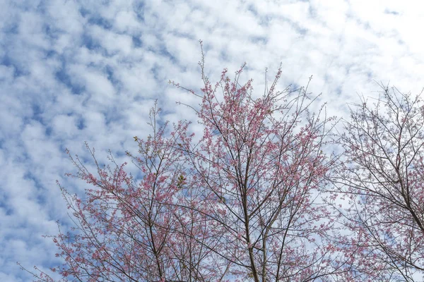 Winterrosa Kirschblüte (Sakura) Blume Laub gegen Himmel b — Stockfoto