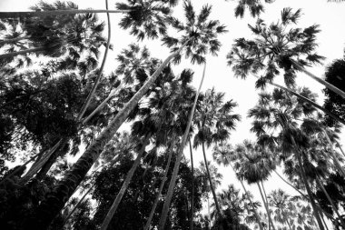 şeker palm veya toddy palmiye ağacı dalı siluet karşı beyaz ba