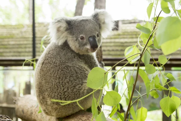 Australian koala bear sitting on a branch