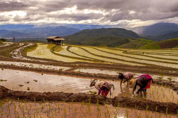 Trasplante de agricultores de arroz en el arrozal en la terraza del arrozal — Foto de Stock