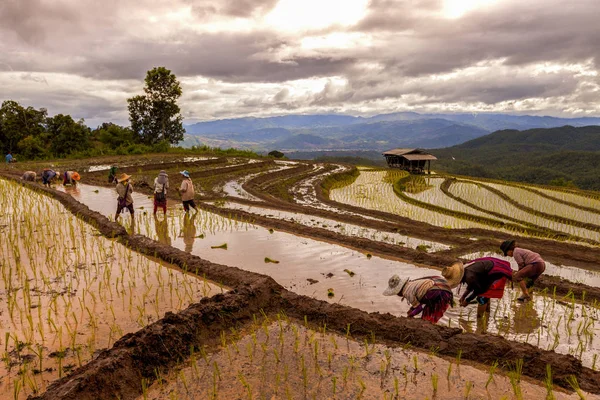 Trasplante de agricultores de arroz en el arrozal en la terraza del arrozal — Foto de Stock