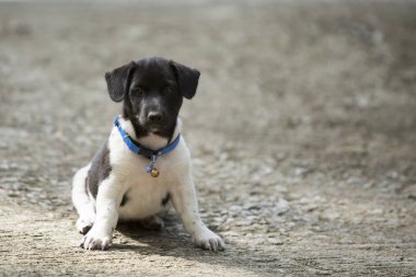 Köpek sonbahar üzerinde oturan.