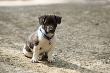 Köpek sonbahar üzerinde oturan.