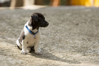 Köpek sonbahar üzerinde oturan.