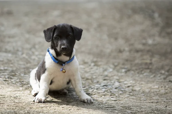 Köpek sonbahar üzerinde oturan.