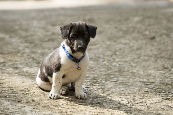 Köpek sonbahar üzerinde oturan.
