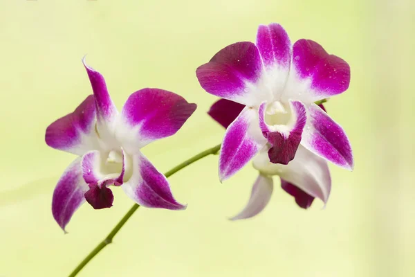 Närbild av orkidé blommor i naturliga. — Stockfoto