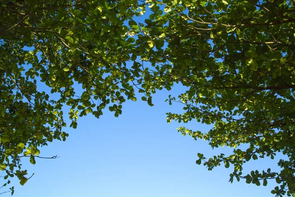 Rama de árbol y silueta de hojas contra fondo . — Foto de Stock