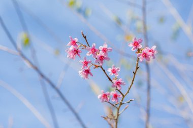 pembe kiraz ağaçları çiçek