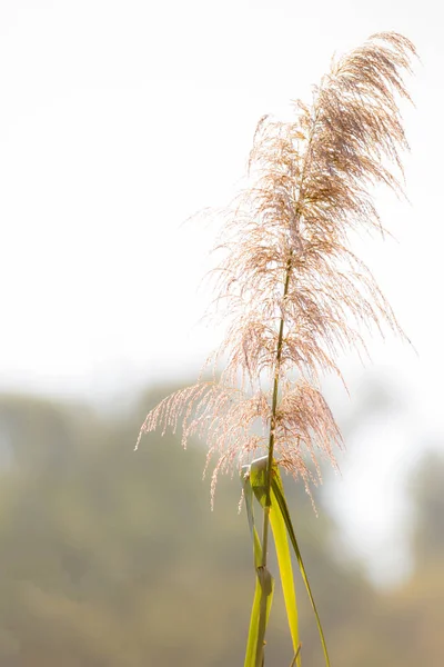 Hermosa flor de hierba en la luz del sol — Foto de Stock