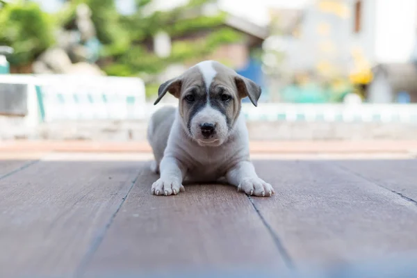 Kleiner süßer Welpe Hund — Stockfoto