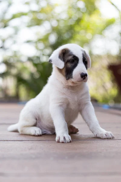 小さなかわいい子犬犬 — ストック写真