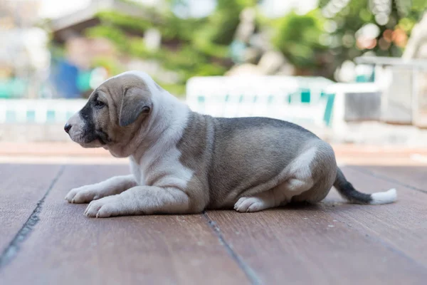小さなかわいい子犬犬 — ストック写真