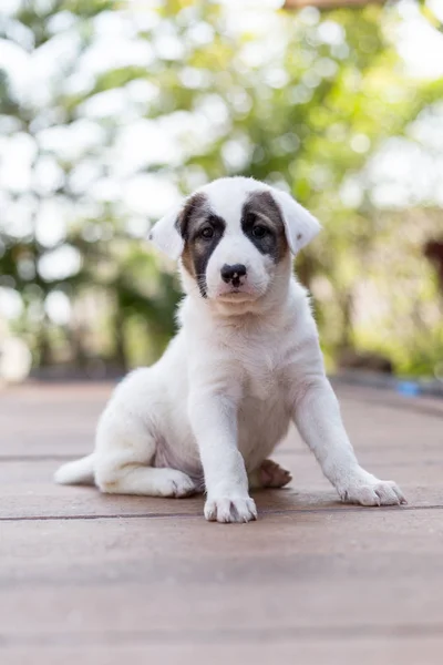 Kleiner süßer Welpe Hund — Stockfoto