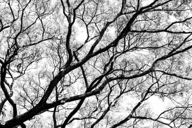 Ağaç dalları ve yaprakları beyaz arka planı siluet.