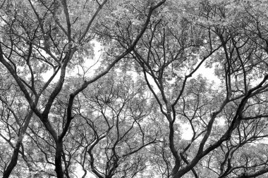 Ağaç dalları ve yaprakları beyaz arka planı siluet.