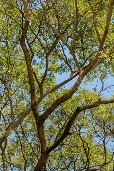 Ağaç dalları ve yaprakları beyaz arka planı siluet. — Stok fotoğraf