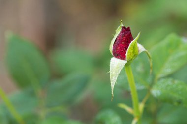 Gül bahçesinde gül aşk için 