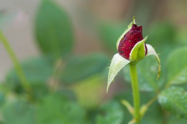 Gül bahçesinde gül aşk için 