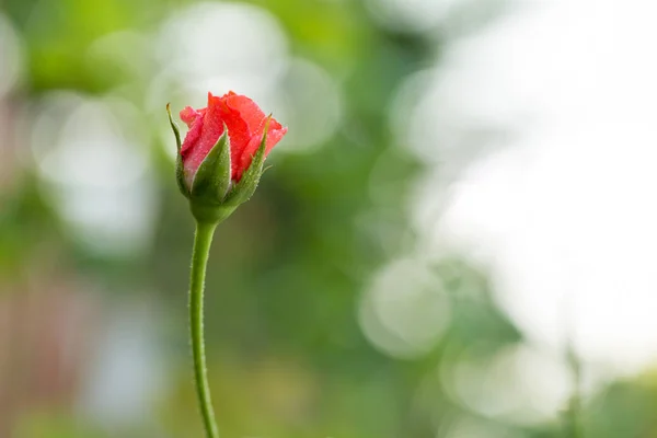 Roses dans le jardin, Roses pour l'amour — Photo