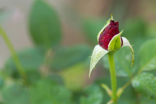 Rosas no jardim, Rosas para o amor — Fotografia de Stock