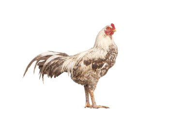  Horoz kargalar izole kırpma yoluyla 