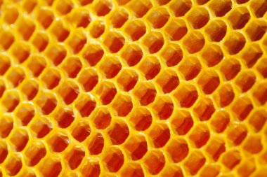 Sarı Petek Bal tam hücrelerle