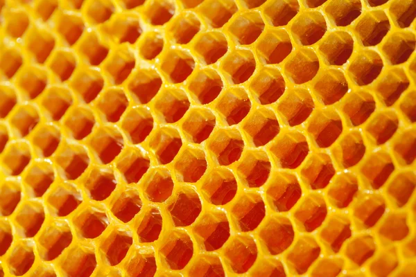 Yellow honeycomb with cells full of honey — Stock Photo, Image