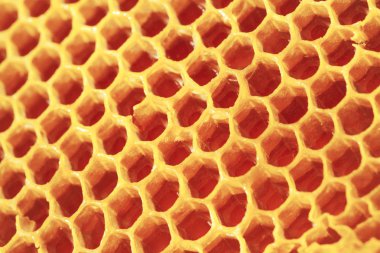 Taze petek atış kadar kapatın. Filtre uygulanan görüntü: çapraz işlenen vintage etkisi.