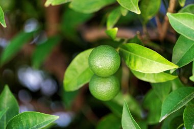Portakal ağacı - Hırvatistan, bir dalda olgunlaşma portakal Brac Adası