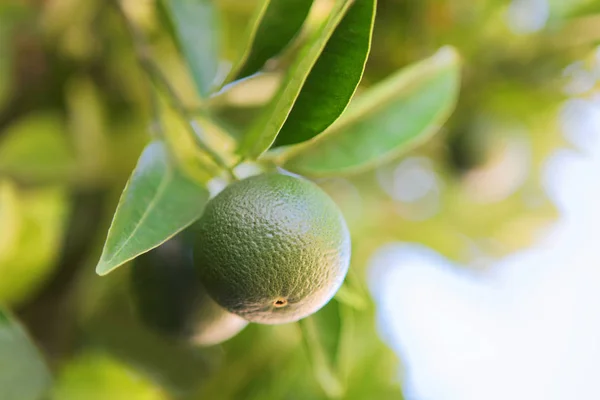 Nära upp skott av en mognande grön orange på en gren av orange-träd - Kroatien, ön Brac Stockbild