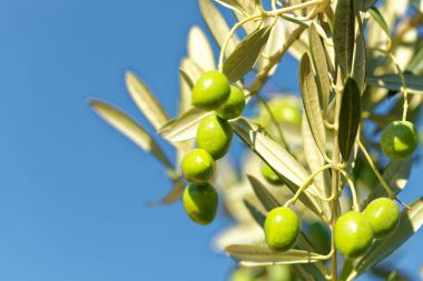 Zeytin dalı ağaç - açık havada çekim kadar yakın