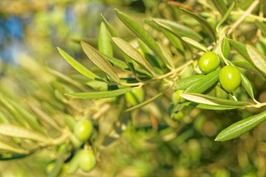 Zeytin ağacının - dal yeşil zeytin kapatın açık havada atış