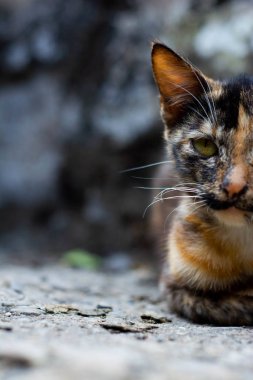 Kahverengi bir yabani kedi kameraya bakıyor.
