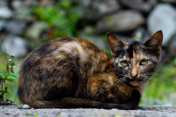 Un chat sauvage de couleur marron regardant la caméra — Photo