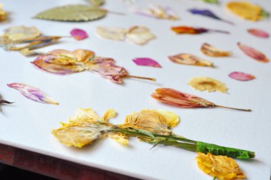 Beyaz arka planda kurumuş renkli çiçekler