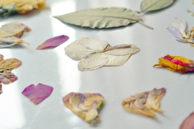 Beyaz arka planda kurumuş renkli çiçekler