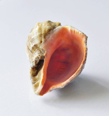 Beyaz arka planda deniz kabukları