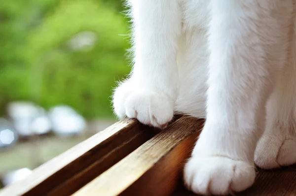 Kızıl kedi pencere eşiğinde oturur. 