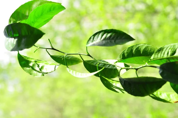 Tangerine tree sprout, green leaves.