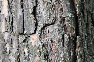 Çam kabuğu kadar yakın.