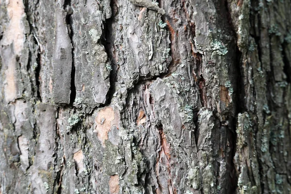 Çam kabuğu kadar yakın.