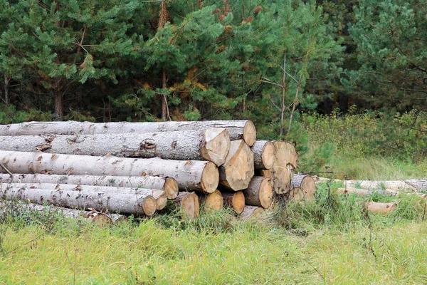 Holzeinschlag Wald — Stockfoto